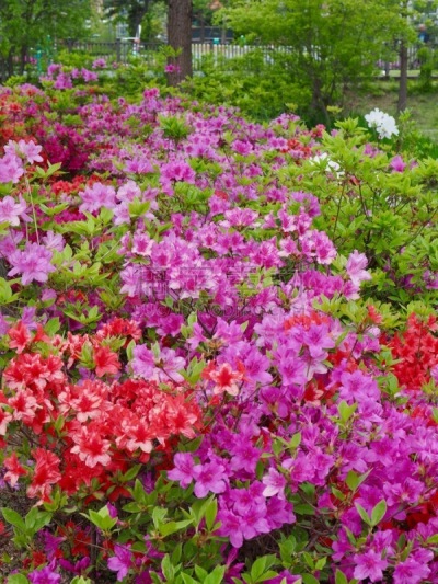 韩国,杜鹃花,田地,华丽的,浪漫,公园,3到4个月,朝鲜半岛,植物,建筑
