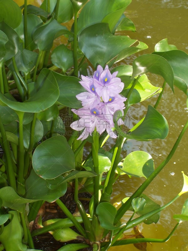 凤眼莲,紫色,苍白,薰衣草色,风信子,垂直画幅,水,水生植物,无人,2015年