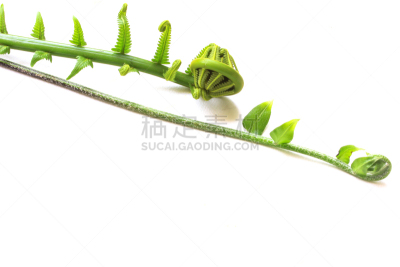 蕨类,枝,分离着色,白色,自然,水平画幅,无人,热带树,白色背景,热带雨林