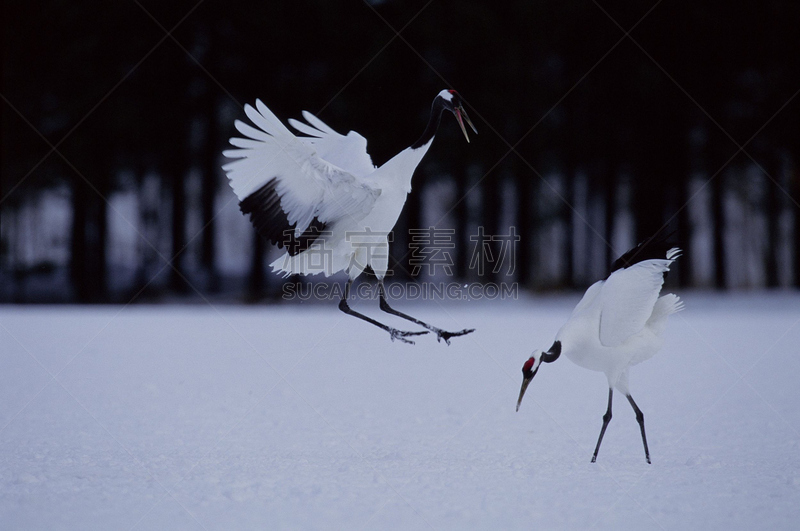 鸟类,灰鹤,蹼足,自然,水平画幅,雪,动物身体部位,户外,翅膀,鹤