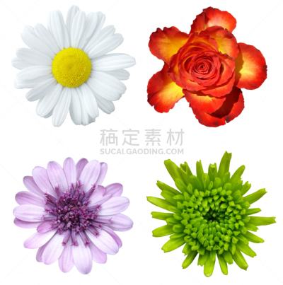 仅一朵花,垂直画幅,合成图像,睡莲,无人,铁轨轨道,夏天,特写,奥兰治,花束