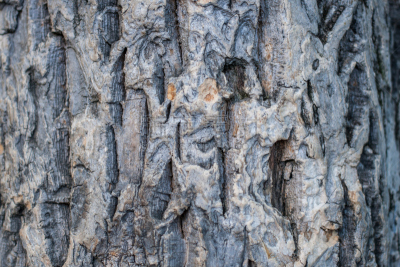 褐色,特写,灰色,cork tree,树皮,垂直画幅,古董,水平画幅,平视角,木材
