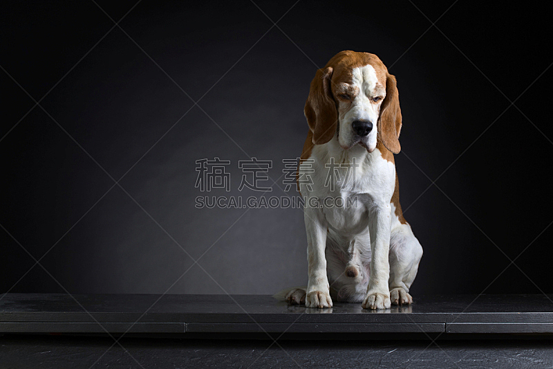 比格犬 注视镜头 正面视角 留白 褐色 寻回犬 外套 水平画幅 古老的 动物身体部位图片素材下载 稿定素材