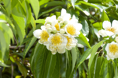 山原森林,山茶科,冲绳县,美,水平画幅,无人,户外,花蕾,白色,植物