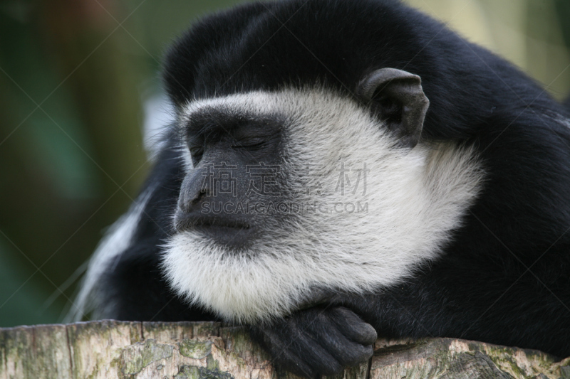 black and white colobus,bay colobus monkey,叶猴,水平画幅,无人,小睡,黑色,疲劳的,筋疲力尽,灵长目