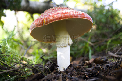 蘑菇,公园,水平画幅,无人,户外,草,特写,在上面,白色,真菌