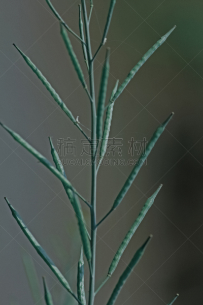 黑芥子,豆荚,自然,垂直画幅,芥菜,无人,户外,印度,自然界,农作物