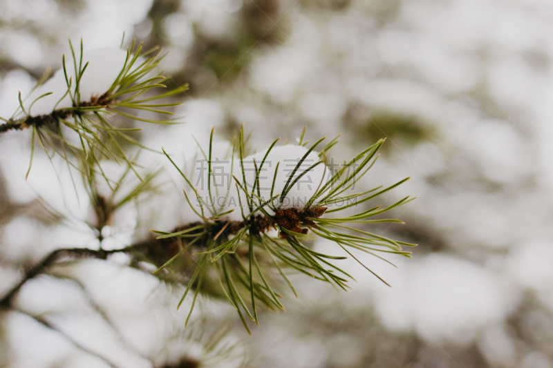 雪,户外,山脉,科罗拉多州,自然,季节,冬天,冻结的,宁静,布瑞金利吉