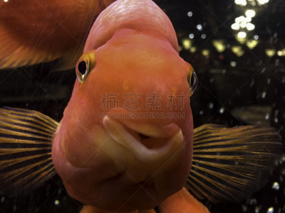 鹦鹉,红色,金刚,水,水下,异国情调,特有物种,动物鳍,泡泡,礁石