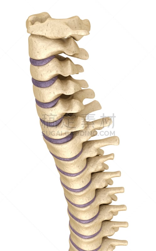 脊柱,人体结构,三维图形,颈椎,尾骨,骶骨,脖子,垂直画幅,身体受伤,胸部