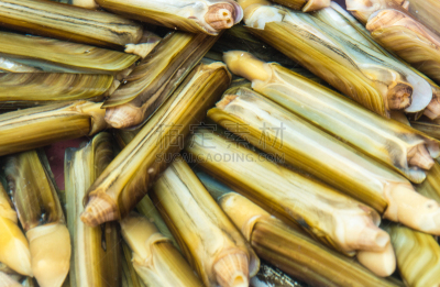 剃刀,精制贝类,饮食,水平画幅,水果,养鱼场,无人,软体动物,开胃品,海产