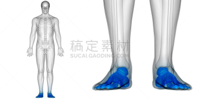 痛苦,关节,骨骼,足,身体受伤,膝,股骨,腓骨,尺骨