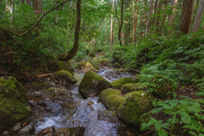 小溪,森林,水,度假胜地,水平画幅,枝繁叶茂,长野县,无人,夏天,树林