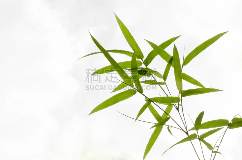 叶子 竹 背景 天空 禅宗 留白 水平画幅 枝繁叶茂 无人 夏天图片素材下载 稿定素材 叶子 竹 背景 天空 禅宗 留白 水平画幅 枝繁叶茂 无人 夏天图片素材下载 稿定素材
