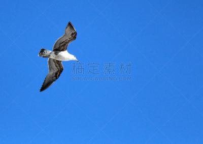 岬海燕,水平画幅,无人,鸟类,户外,自然美,海岸线,海燕,海鸟,管鼻藿