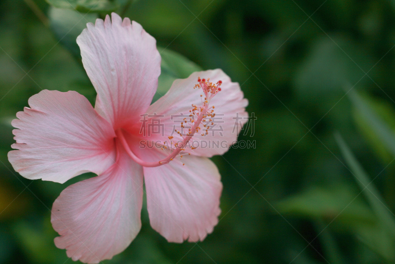 木槿属,粉色,美,公园,水平画幅,无人,夏天,户外,泰国,仅一朵花