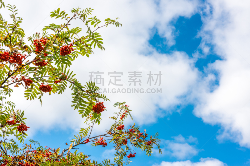 浆果,熟的,花楸浆果,天空,水平画幅,无人,夏天,组物体,户外,云景