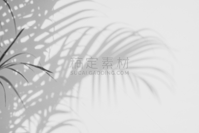 阴影,白色,墙,棕榈叶,暗色,热带气候,浪漫,泰国,枝繁叶茂,植物