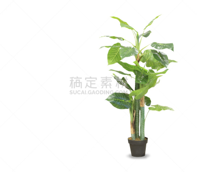 棕榈树,白色,龙血树种植物,巨大的,分离着色,锅,在上面,禅宗,水平画幅,枝繁叶茂