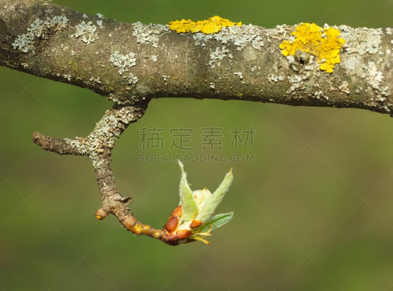 过时的,秧苗,褐色,水平画幅,无人,特写,地衣,花蕾,植物,果园