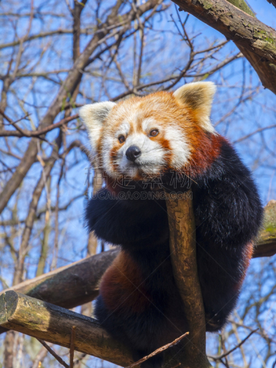 小熊猫,熊猫,垂直画幅,天空,野生动物,食肉目,匈牙利,无人,野外动物,户外