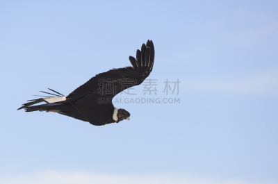 安第斯秃鹫,天空,风,秃鹰,水平画幅,阿雷基帕地区,盾,符号,鸟类,巴塔哥尼亚