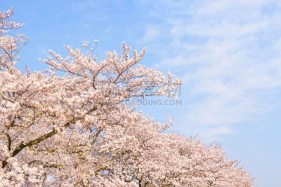 桜の花。日本の象徴的な花木。