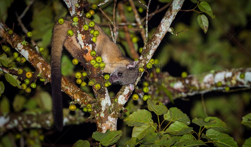 夜晚,palm civet,动物,野生猫科动物,褐色,气候,水平画幅,海岛猫鼬,野外动物,图像