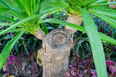 龙血树种植物,室内植物,龙血树属植物,索科特龙血树,荆棘,盆栽植物,曼谷,枝繁叶茂,明亮,彩色图片