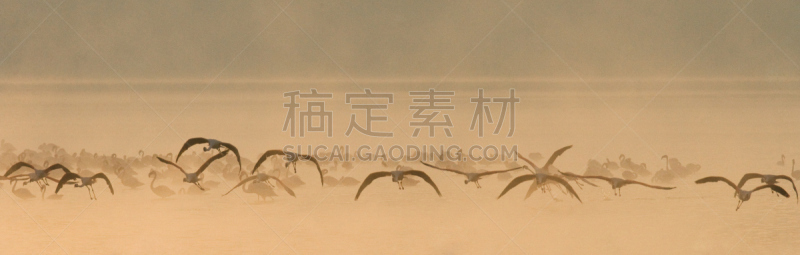 肯尼亚,湖,动物群,火烈鸟,埃尔门特塔湖,柏哥利亚湖,小火烈鸟,纳库鲁湖,自然,水平画幅