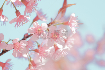 彩色图片,樱之花,淡雅,自然美,自然,美,水平画幅,樱花,樱桃,无人