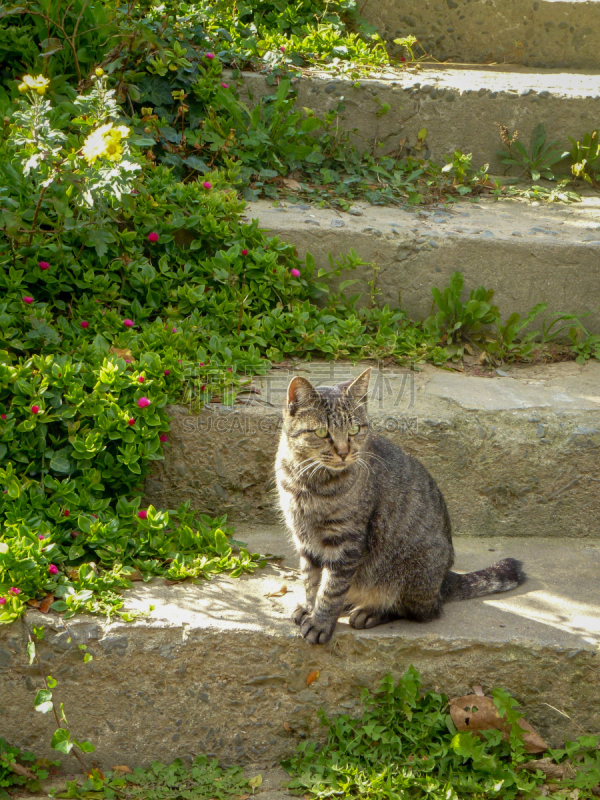 野生猫科动物,垂直画幅,美,可爱的,乡村,日本,动物身体部位,流浪动物,人的眼睛,猫