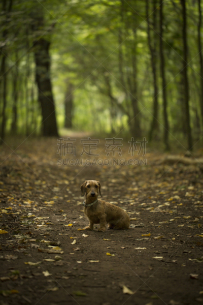 秋天,森林,狗,垂直画幅,可爱的,无人,户外,钢毛德国猎犬,宠物,看