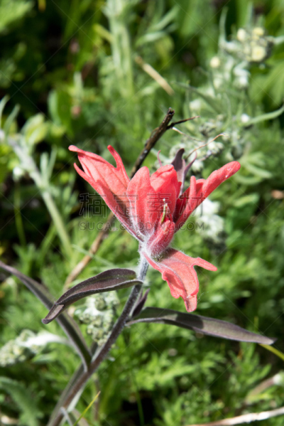 田地,indian paintbrush,creeping bluet,耧斗菜,自然,垂直画幅,毛皮,草原,绿色,地形