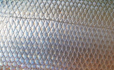 鱼类,动物皮,纹理,动物的鳞,绯鲵鲣,鲻鱼,海豚鱼,比例,鲭鱼,清新