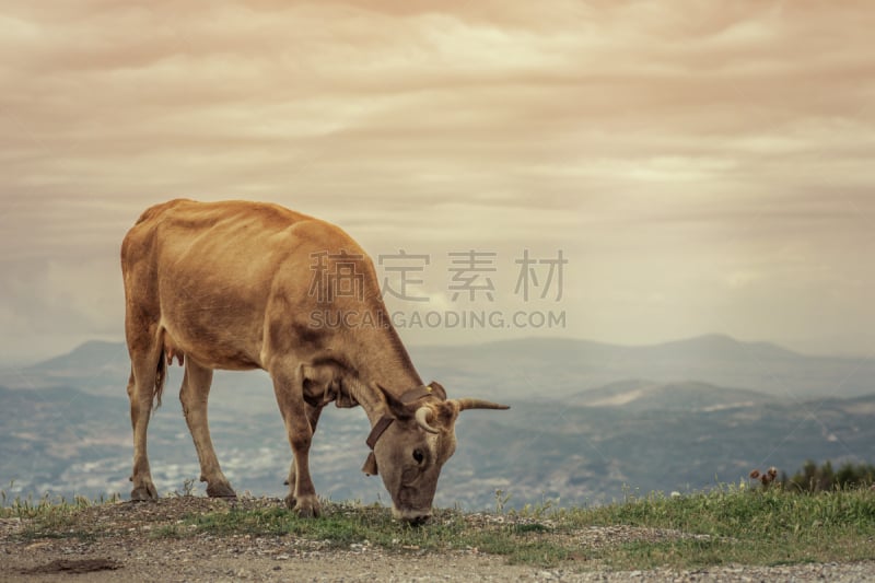 沃洛斯,食草,希腊,山,草地,母牛,城市,反差,日落