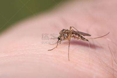 蚊子,水平画幅,吸血动物,人,彩色图片,疟原虫,大特写,皮肤,昆虫,不卫生的