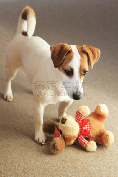 杰克拉瑟短腿犬,可爱的,宠物,梗犬,球,垂直画幅,室内,图像,寻回（动物习性）,狗