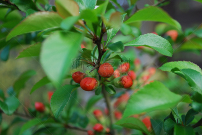 茶花,花蕾,橙色,皱皮木瓜,修改系列,美,水平画幅,无人,蔷薇科,草