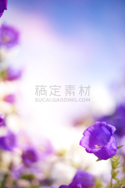 风铃草属,铃,运动模糊,纹理效果,垂直画幅,艺术,无人,夏天,特写,俄罗斯