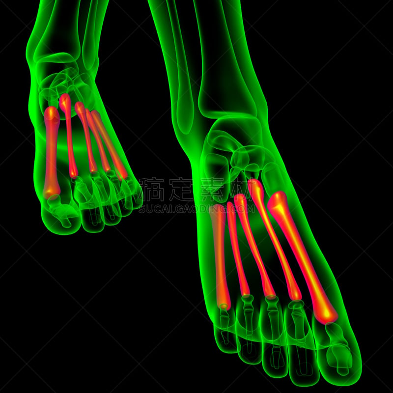跎骨,健康保健,三维图形,插画,人类骨架,足,人,科学,方形画幅