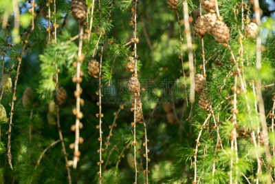 松果,天空,褐色,水平画幅,无人,传统,符号,英格兰,夏天,户外