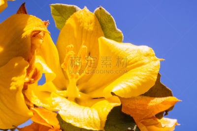加利福尼亚,法兰绒灌木,春天,花朵,景观设计,树荫,色彩鲜艳,想法,植物,夏天