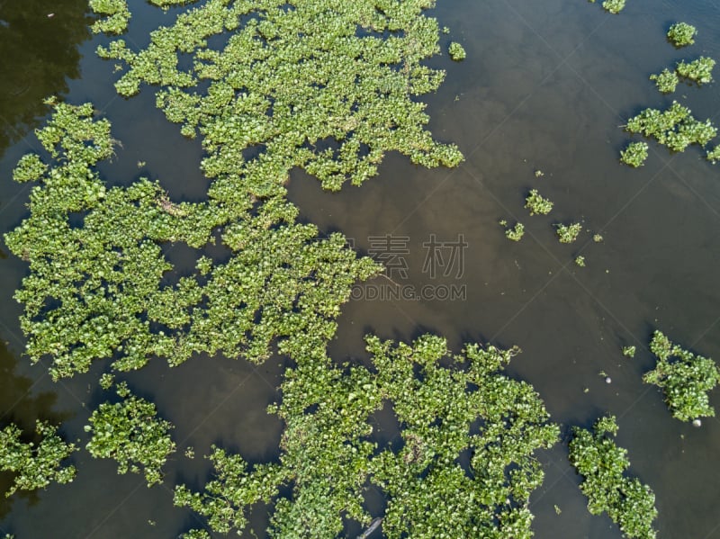 凤眼莲,泰国,河流,沼泽,外来物种,风信子,水,水平画幅,无人,户外