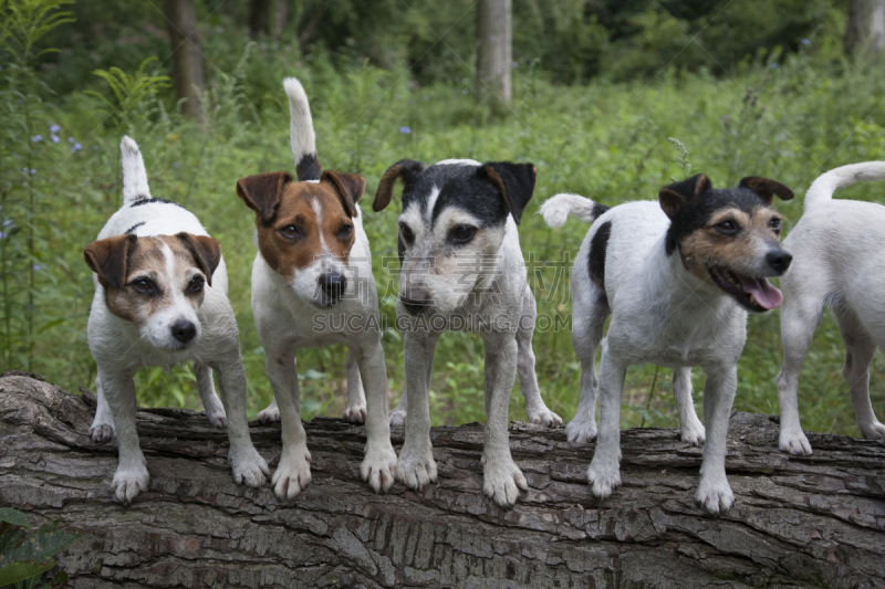 狗,爱尔兰猎狼犬,福克斯猎狐犬,阿富汗猎犬,贵宾犬,拖把,寻回犬,水平画幅,无人,摄影