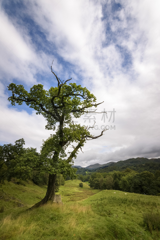 英格兰,绿色,地形,英国健壮绵羊,英格兰湖区,坎布里亚,食草,绵羊,兽群,垂直画幅