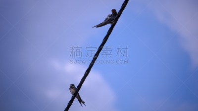 天空,美,水平画幅,燕子,鸟类,动物学,动物身体部位,野外动物,夏天,户外