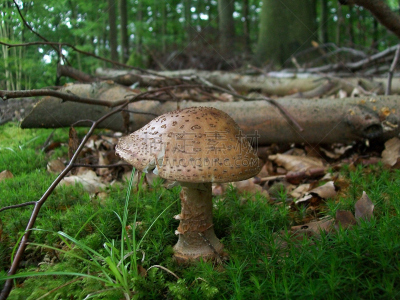 鹅膏菌,水平画幅,素食,无人,苔藓,动物身体部位,户外,草,树林,食用菌