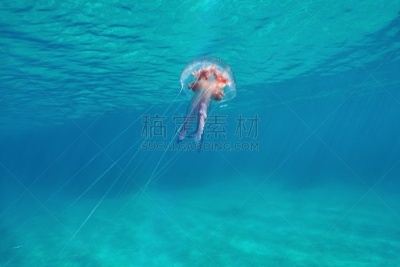 水母,地中海,螫针,紫色,自然,触须,海洋生命,野生动物,生活方式,图像