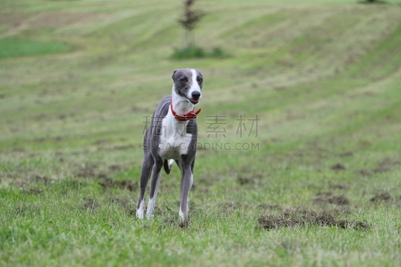 阿富汗猎犬,西班牙灵缇,小灵狗,灰猎犬,体育比赛,公园,水平画幅,无人,夏天,户外